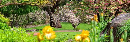 Japanese Garden - Cowra 